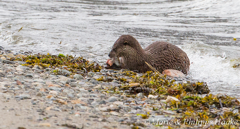 Loutre 8057.jpg - Loutre d'Europe, Lutra Lutra (Storfjorden, Norvège, juin 2012)